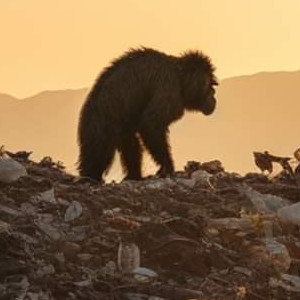 Image illustration Rencontre avec Primates : un collectif et un album ambitieux autour de sujets écosensibles